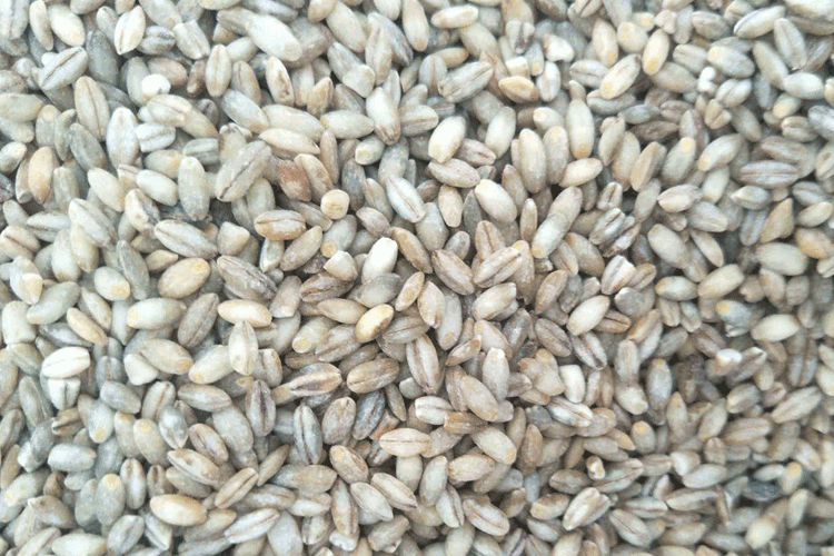 青稞米详情.gif 青稞米详情.gif